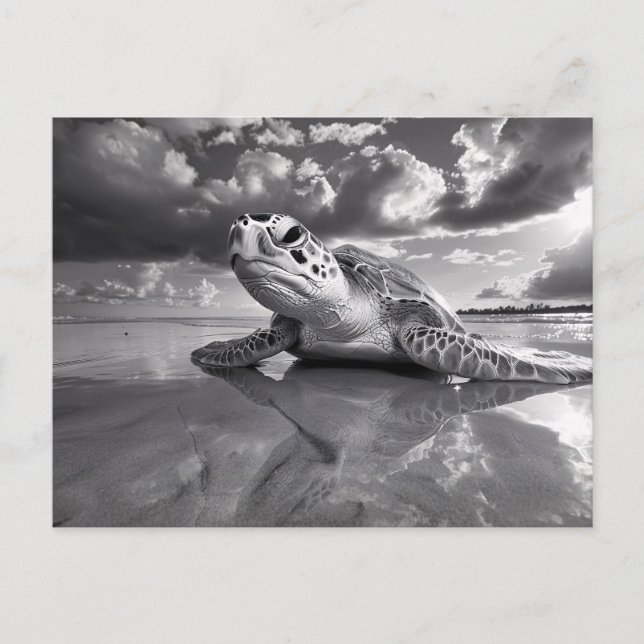 Sea Turtle Black and White Art Postcard (Front)