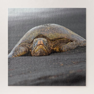 Sea Turtle Black Sand Beach Hawaii - 20x20- 676 pc Jigsaw Puzzle