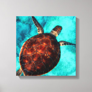 Sea Turtle   Canvas Print