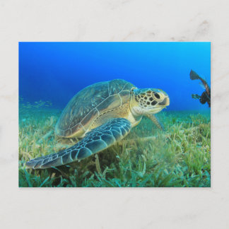 Sea Turtle in the Ocean Postcard
