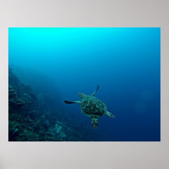 SEA TURTLE IN WATER POSTER (Front)