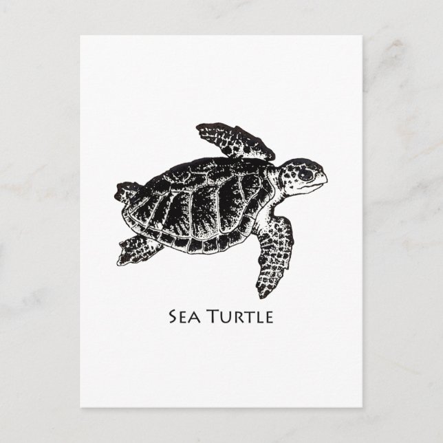 Sea Turtle (Kemp's Ridley) Postcard (Front)
