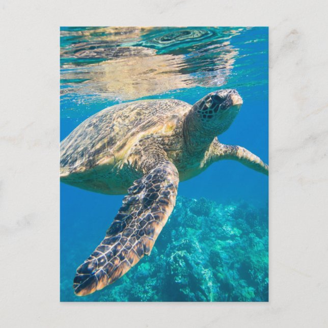 Sea Turtle, Marine Turtle, Chelonioidea, reptile Postcard (Front)