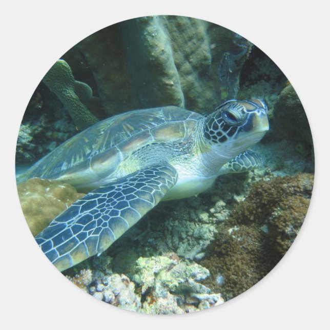 Sea Turtle on Seabed Photo Classic Round Sticker (Front)