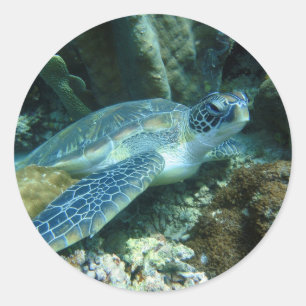 Sea Turtle on Seabed Photo Classic Round Sticker