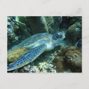 Sea Turtle on Seabed Photo Postcard