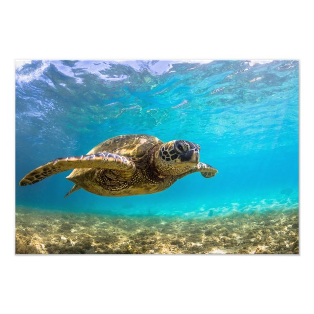 Sea Turtle Photo Print (Front)