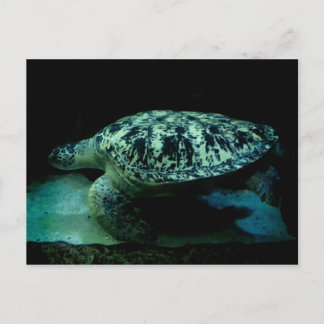 Sea Turtle Post Card
