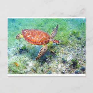 sea turtle postcard