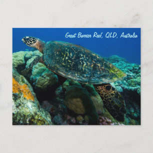 Sea Turtle Postcard