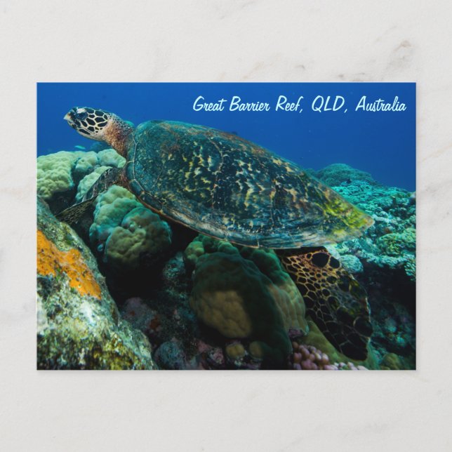 Sea Turtle Postcard (Front)