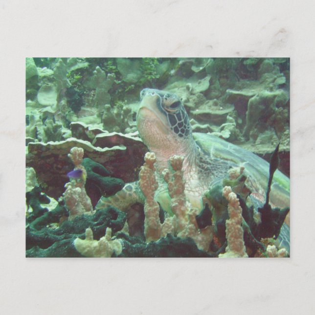 Sea Turtle Postcard (Front)