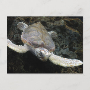 Sea Turtle Postcard
