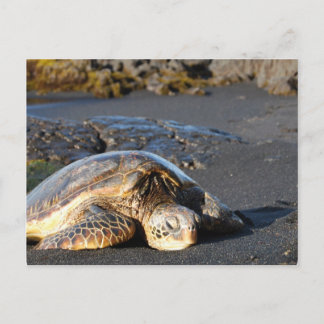 Sea Turtle Postcard