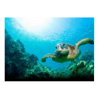 Sea Turtle Poster