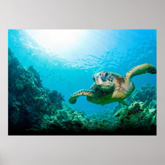 Sea Turtle Poster