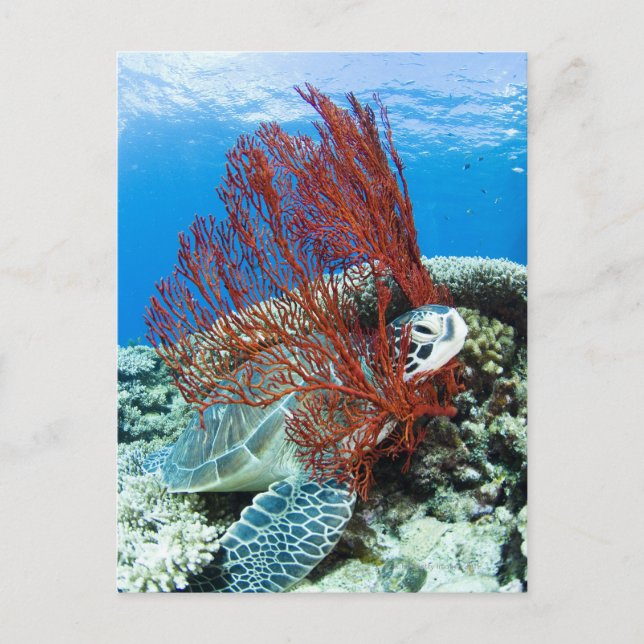 Sea turtle resting underwater 2 postcard (Front)