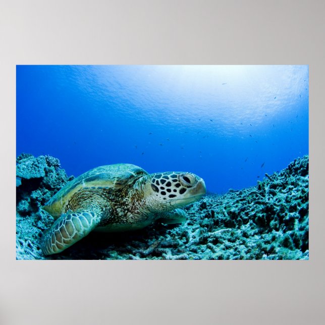 Sea turtle resting underwater 2 poster (Front)