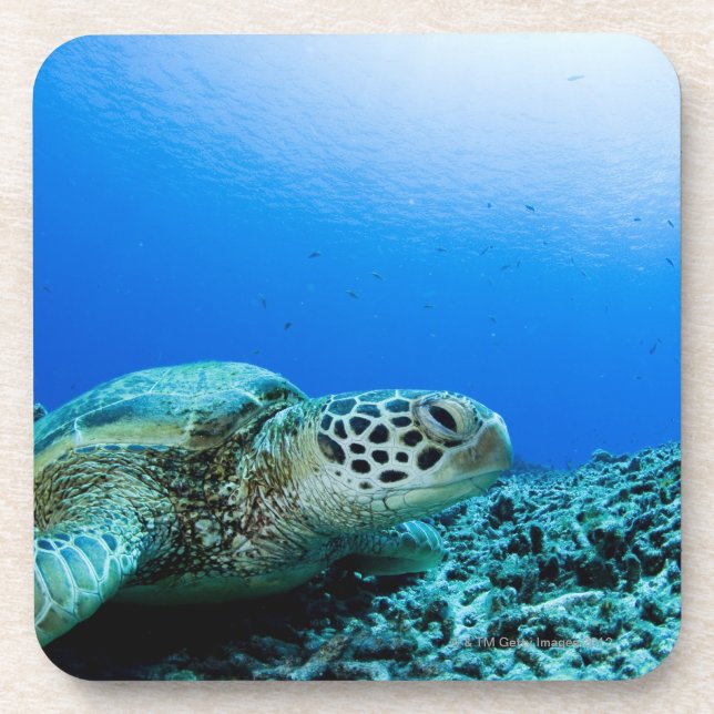Sea turtle resting underwater coaster (Front)
