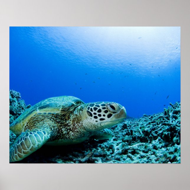 Sea turtle resting underwater poster (Front)