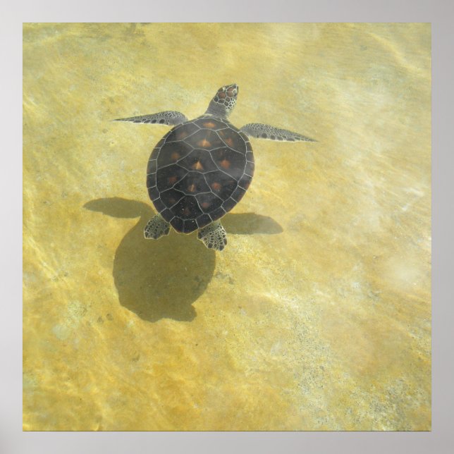 Sea Turtle Shadow Play Print (Front)