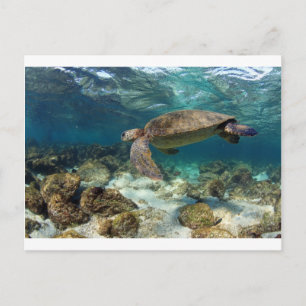 Sea turtle swimming in lagoon paradise island postcard
