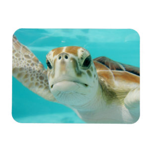 Sea Turtle Swimming in Turqouise Water Magnet