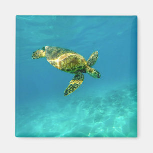 Sea Turtle swimming in turquoise ocean water Magnet