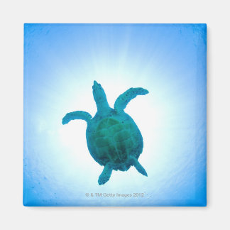 Sea turtle swimming underwater magnet