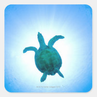 Sea turtle swimming underwater