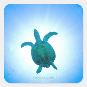 Sea turtle swimming underwater square sticker