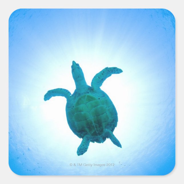 Sea turtle swimming underwater square sticker (Front)