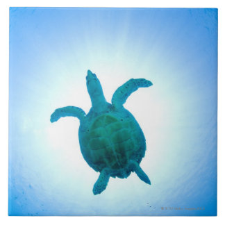 Sea turtle swimming underwater tile