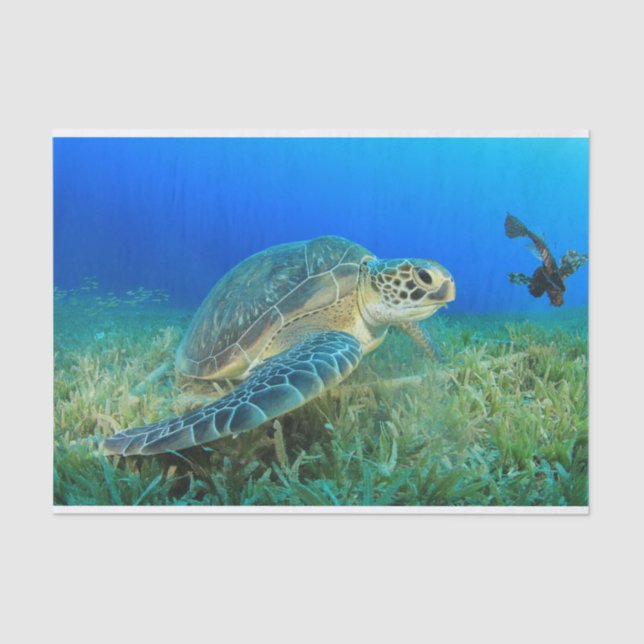 Sea Turtle Under Water,  Blue Ocean  Tissue Paper (Front)