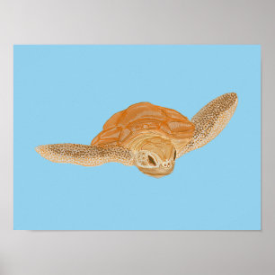 Sea Turtle under Water - transparent. Poster