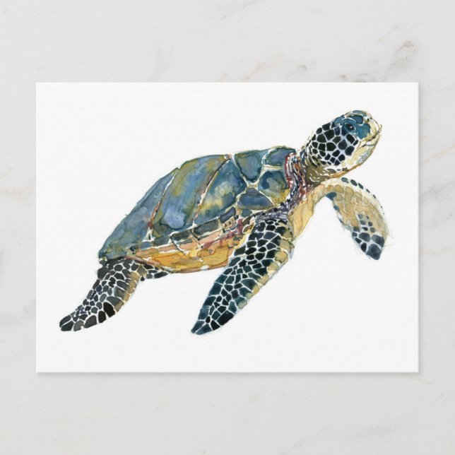 Sea Turtle watercolor sketch Postcard (Front)