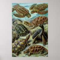 Sea Turtles and Tortoises by Ernst Haeckel