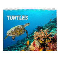 Sea Turtles and Turtles 