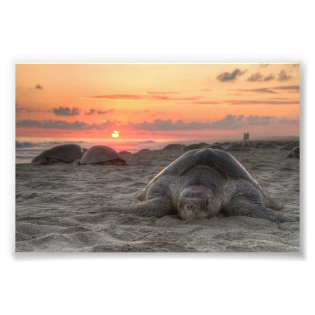 Sea Turtles at Sunset Photo Print (Front)