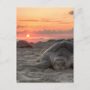 Sea Turtles at Sunset Postcard