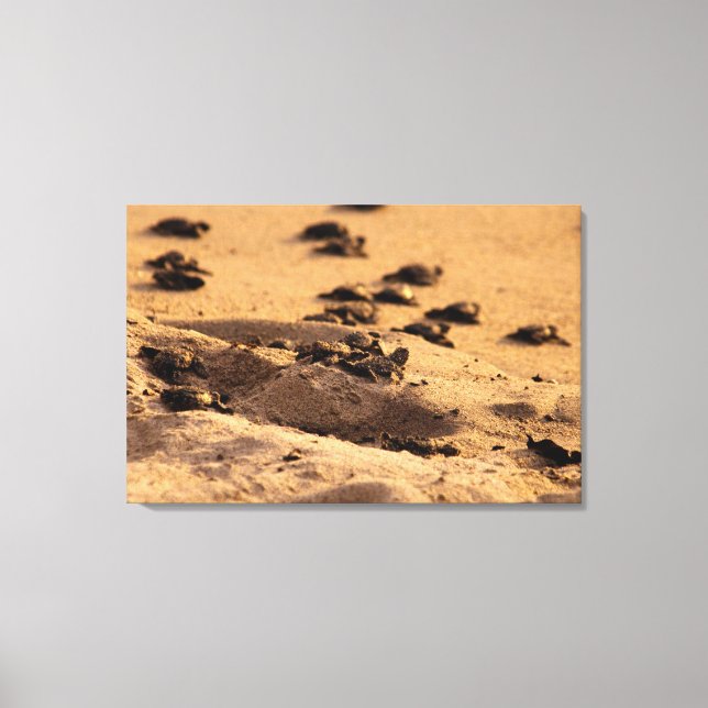 Sea Turtles Canvas Print (Front)