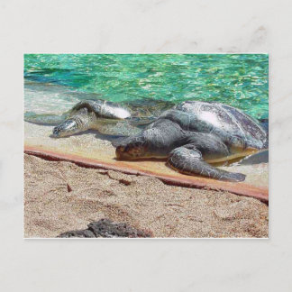 sea turtles postcard