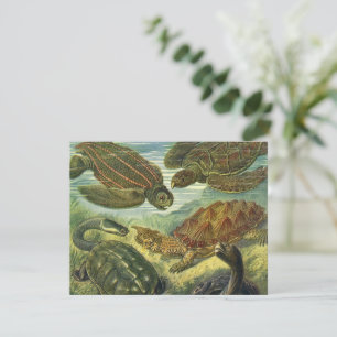 Sea Turtles Vintage Land Tortoise by Ernst Haeckel
