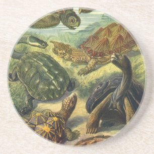 Sea Turtles Vintage Land Tortoise by Ernst Haeckel Coaster