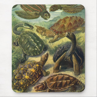 Sea Turtles Vintage Land Tortoise by Ernst Haeckel Mouse Pad