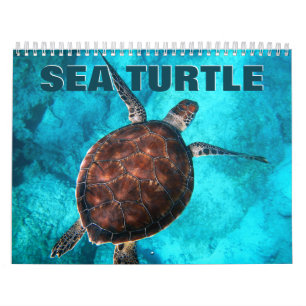 Sea Turtles Wall Calendar