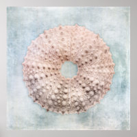Sea Urchin Distressed Coastal Blue Cream Painting