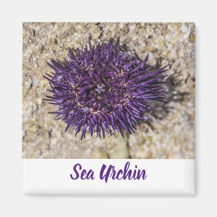 Sea Urchin Ocean Beach Holiday Summer Souvenir Magnet