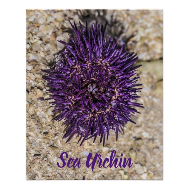 Sea Urchin Ocean Beach Holiday Summer Souvenir Poster (Front)