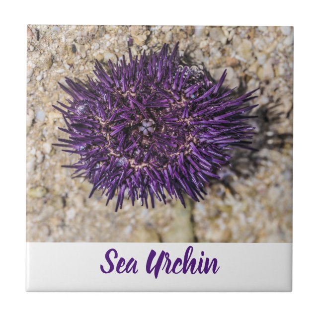 Sea Urchin Ocean Beach Holiday Summer Souvenir Tile (Front)